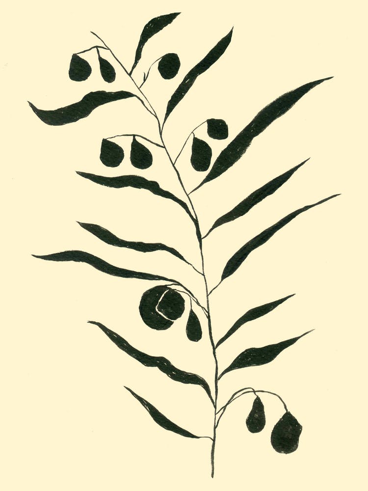 Eucalyptus