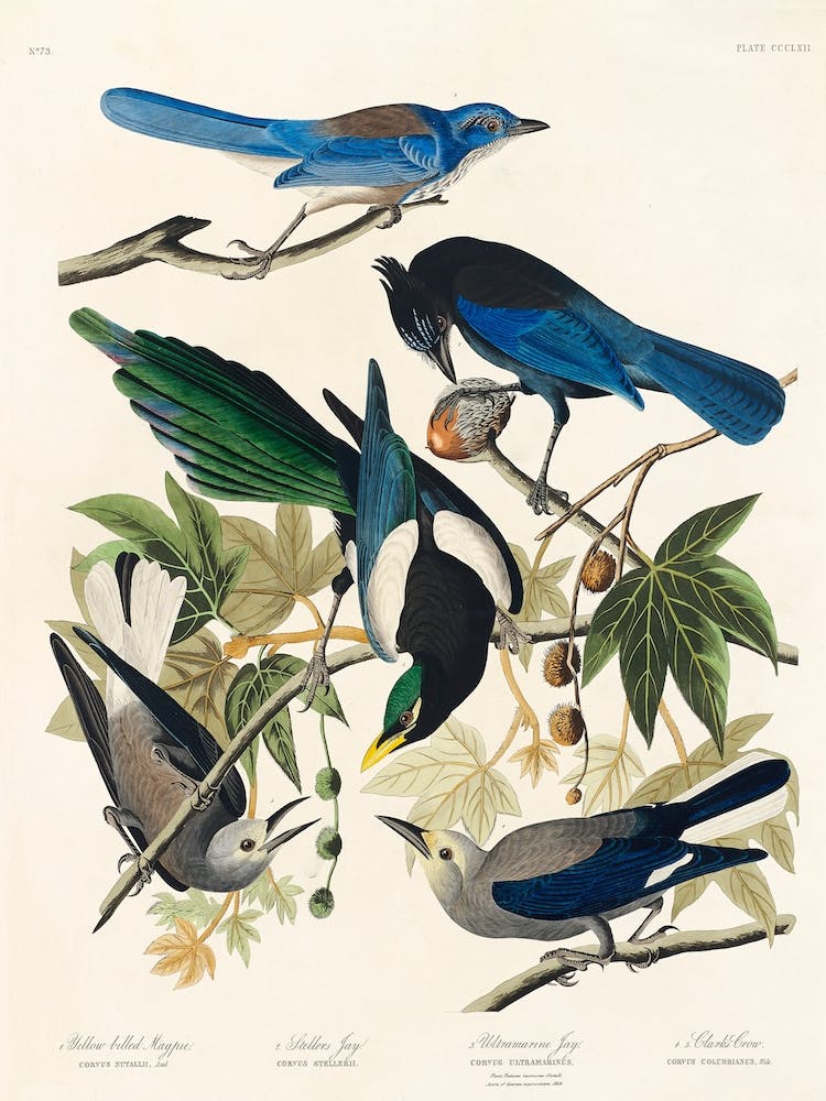 Yellow Billed Magpie, Birds Of America, John James Audubon