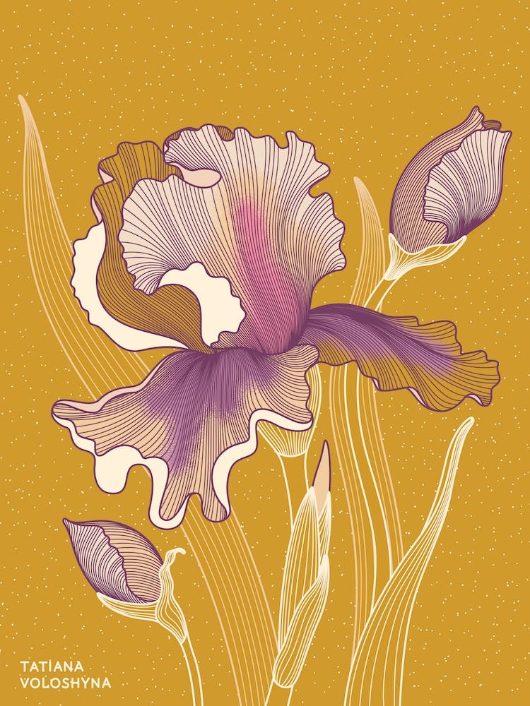 Iris Flower
