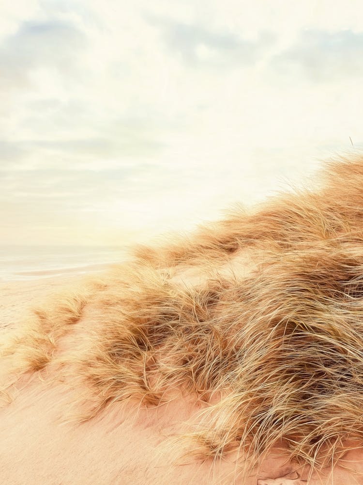 Pink Sand And Beach Grass