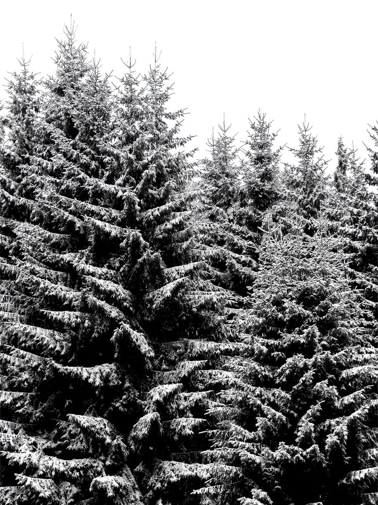 Snowy Christmas Trees