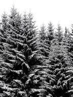 Snowy Christmas Trees