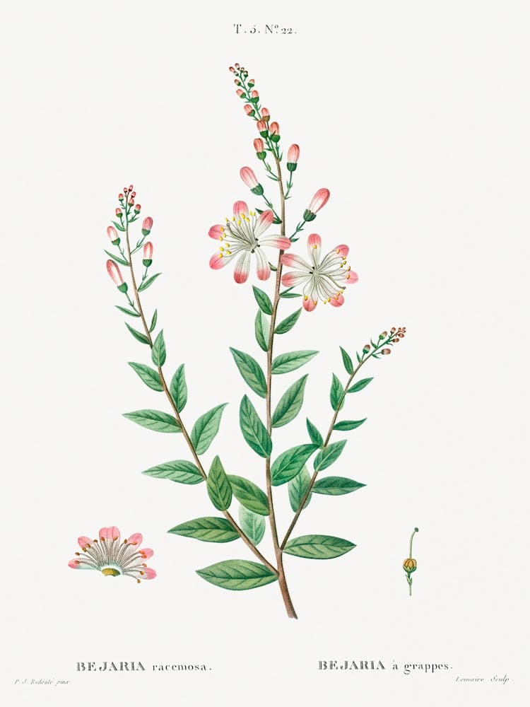 Tarflower, Pierre Joseph Redoute