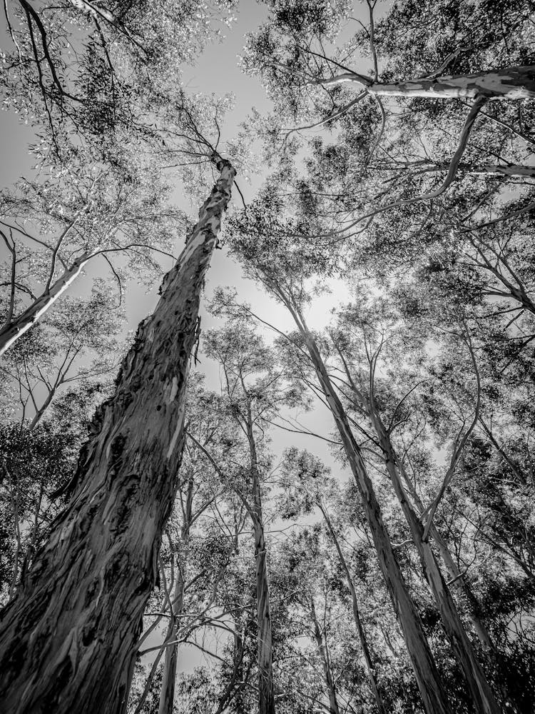 Eucalyptus Trees