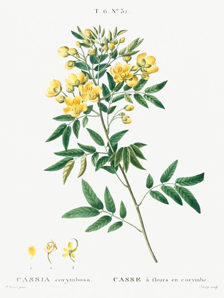 Argentine Senna, Pierre Joseph Redoute