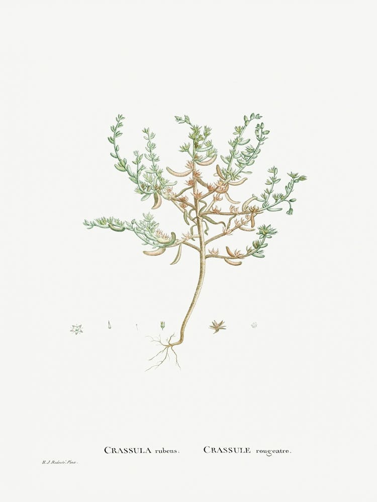 Crassula Rubens, Pierre Joseph Redoute