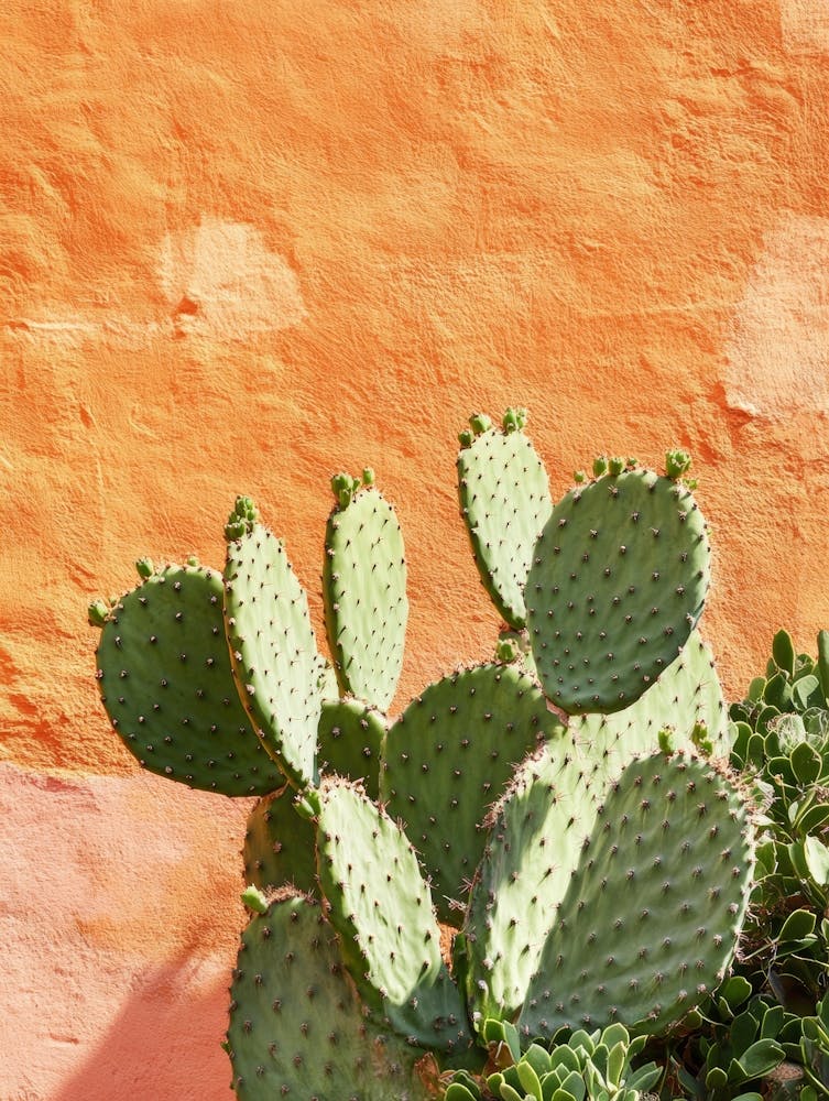 Cactus In Front Of Orange Wall