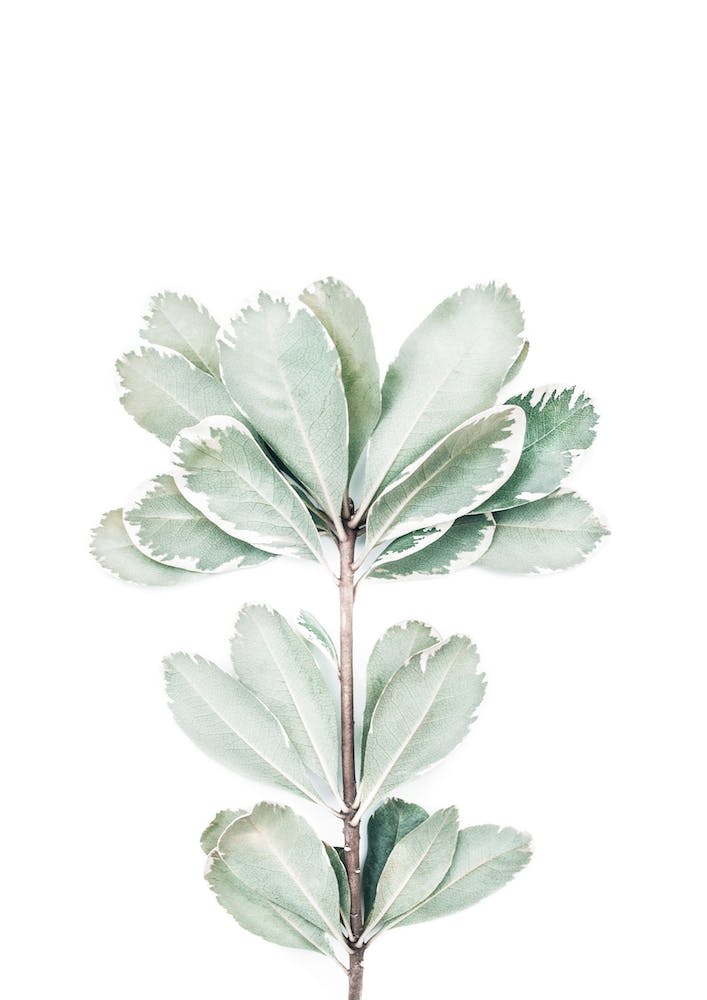 Botanical II