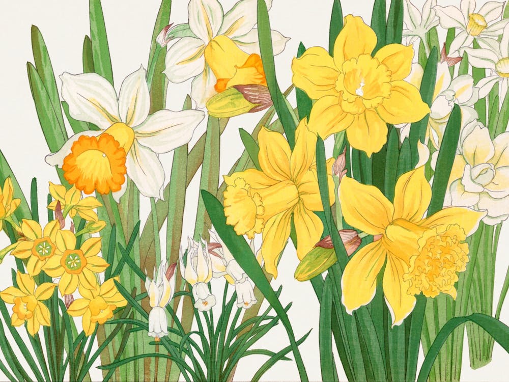 Daffodils 5