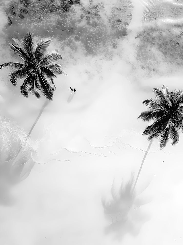 Shadows Of Palm Trees 1