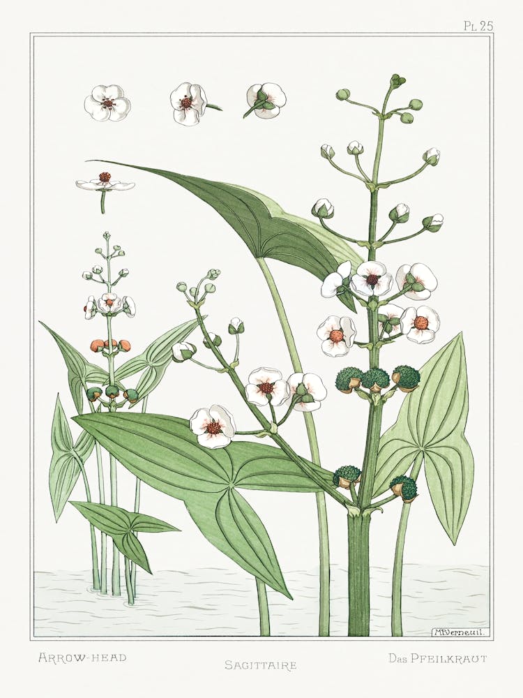 Sagittarius From The Plant And Its Ornamental Applications (1896), Maurice Pillard Verneuil