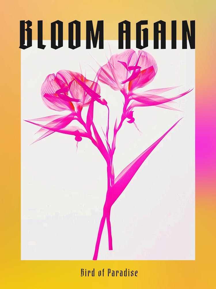 Hot Pink Bird Of Paradise 1 Poster
