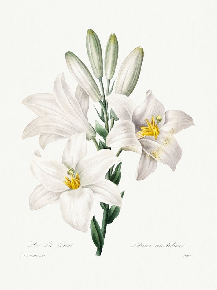 Madonna Lily From Choix Des Plus Belles Fleurs (1827), Pierre Joseph Redoute