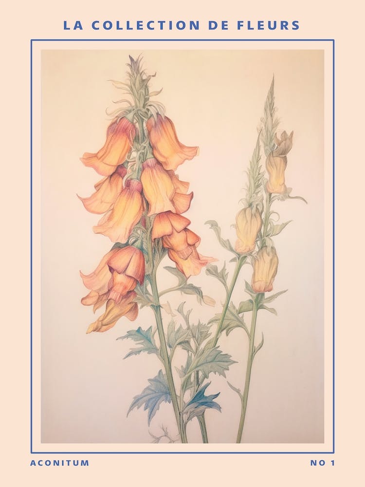 Aconitum French Flower Botanical Poster