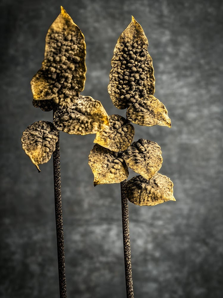 Two Leaves On A Black Background