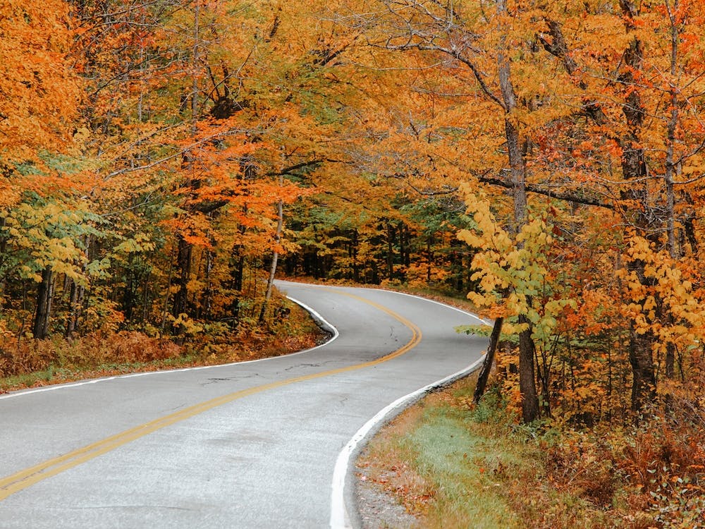 Road Through Fall Forest
