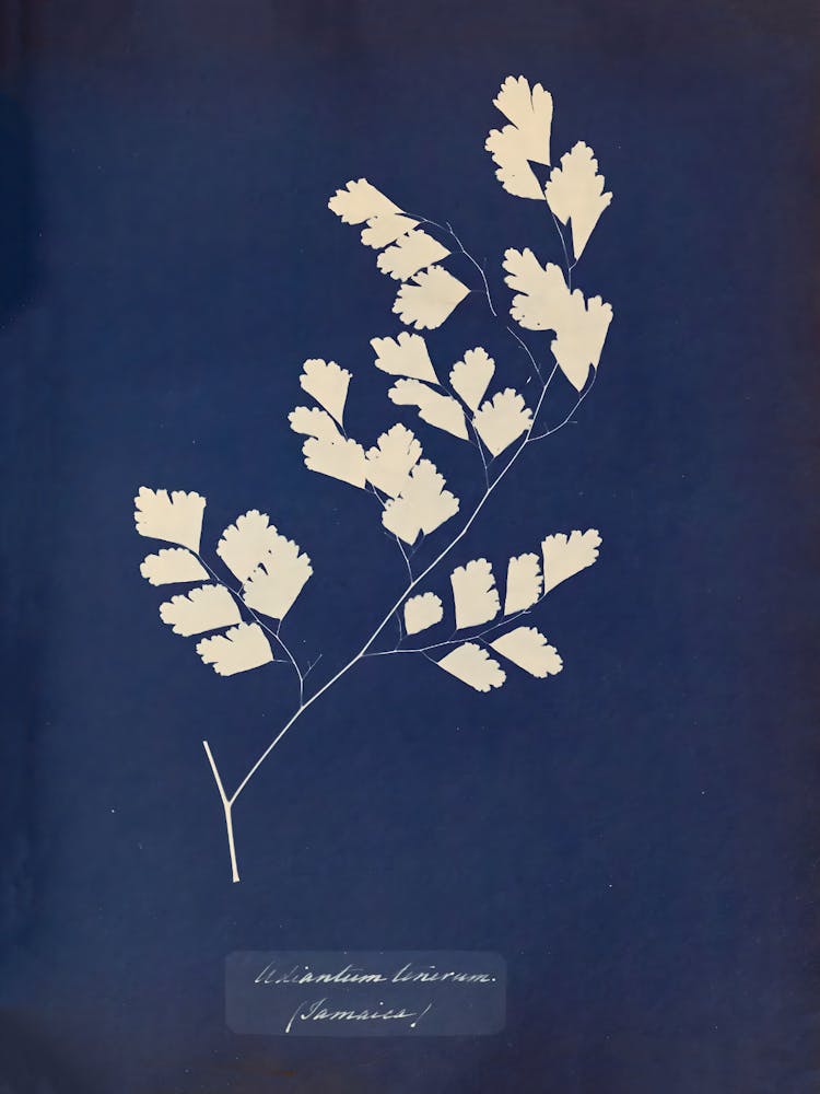 Sassafras 1
