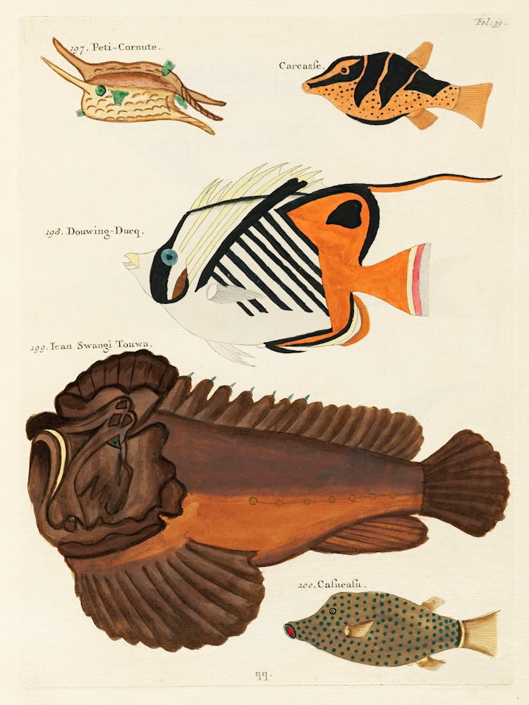 Colourful And Surreal Illustrations Of Fishes Found In Moluccas (Indonesia) And The East Indies, Louis Renard(21)