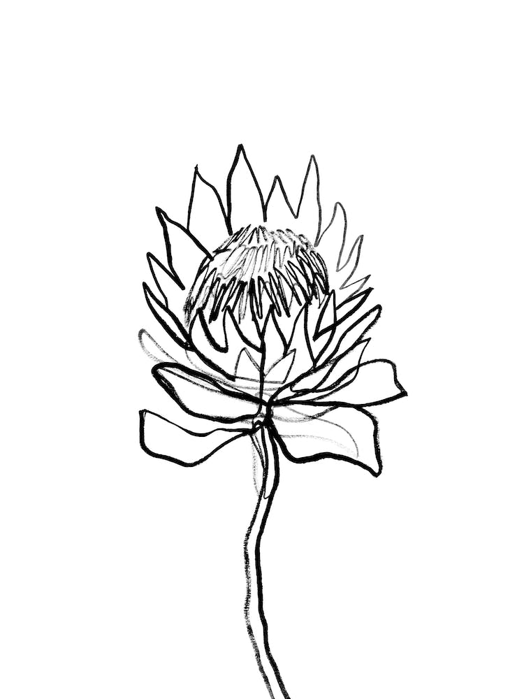 Protea III