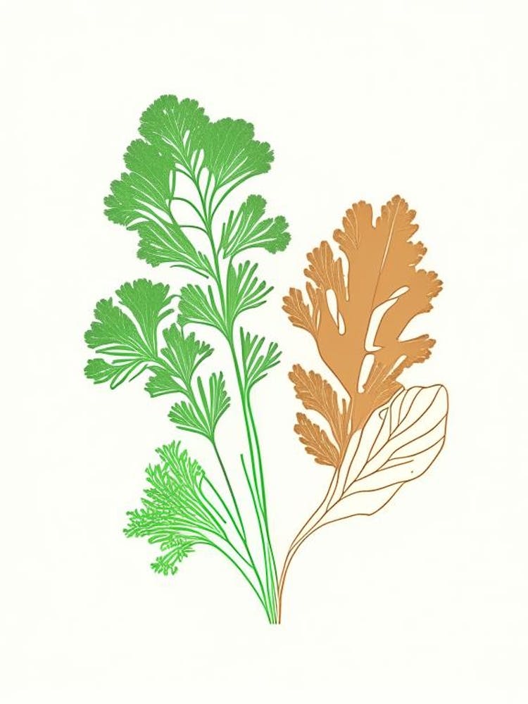 Parsley Spices And Herbs Minimal Line Drawing 3