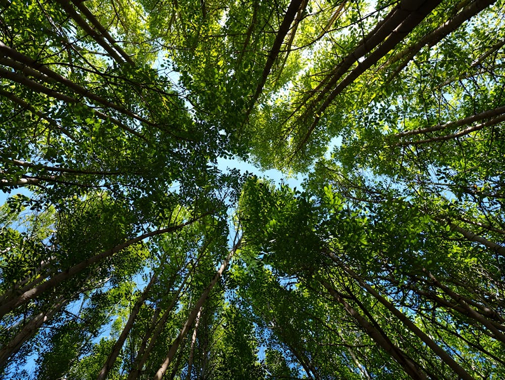 Regarder vers le Haut dans une Forêt