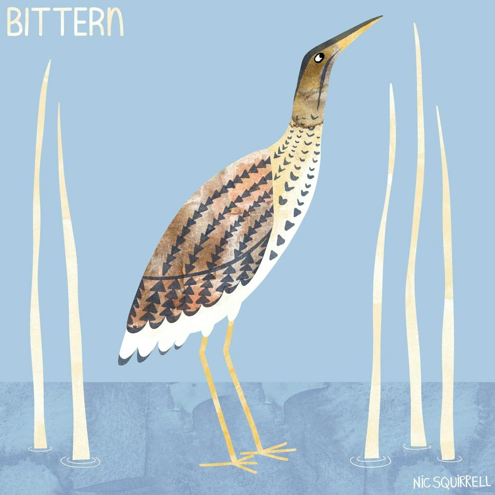 Bittern Wading Bird