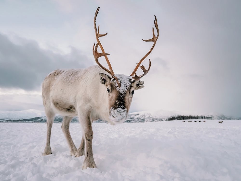 Snowy Winter Reindeer