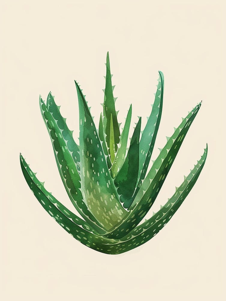 Aloe Vera Plant Minimalist Illustration 6