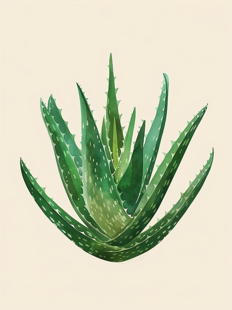 Aloe Vera Plant Minimalist Illustration 6