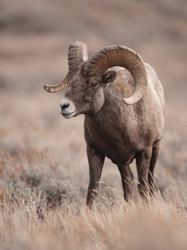 Western Sheep