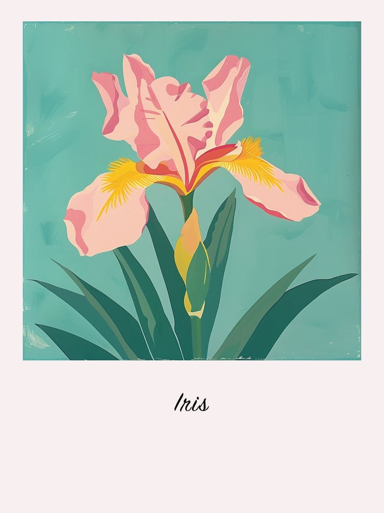 Iris 3 Square Flower Illustration Poster