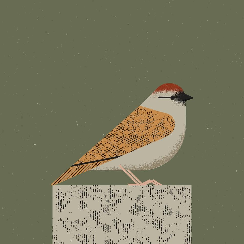 Sparrow
