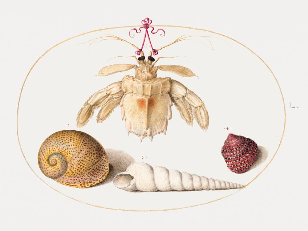 Dead Hermit Crab With Tower Snail Shells (1575–1580), Joris Hoefnagel