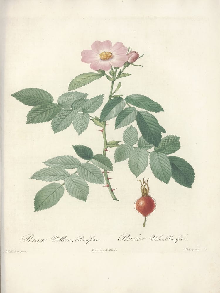 Rose Illustration, Pierre Joseph Redoute, Pierre Joseph Redoute (143)