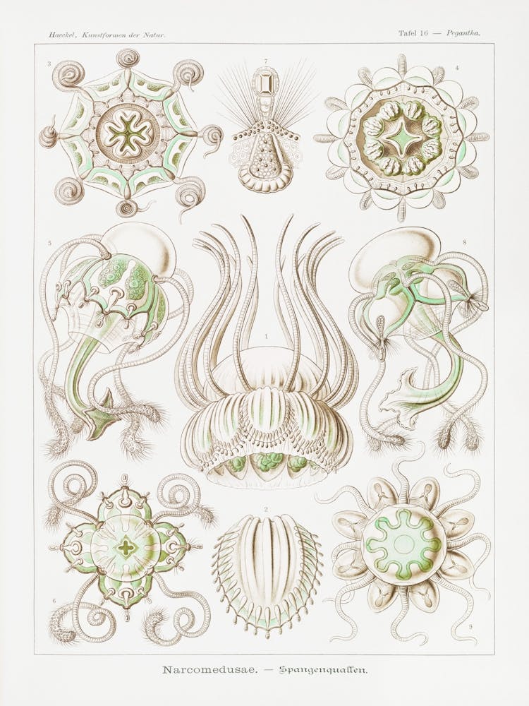 Jellyfish 1