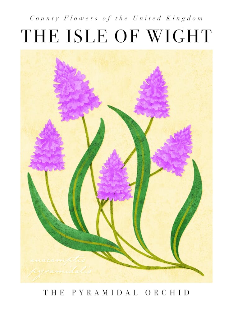 UK County Flowers Isle Of Wight Pyramidal Orchid
