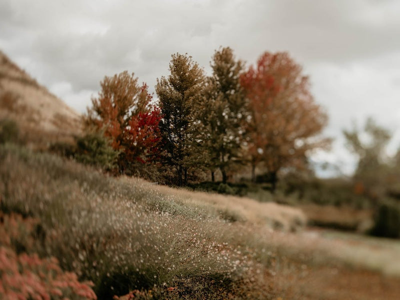 Autumnmeadow