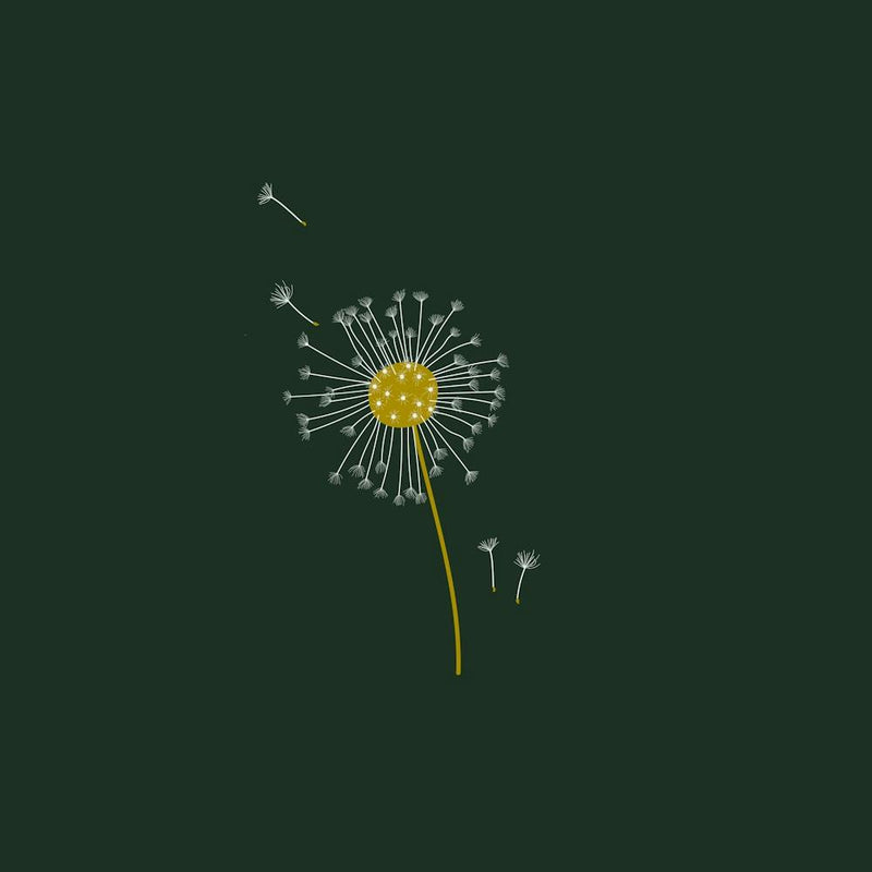 Dandelion Seeds Flowers Botanical