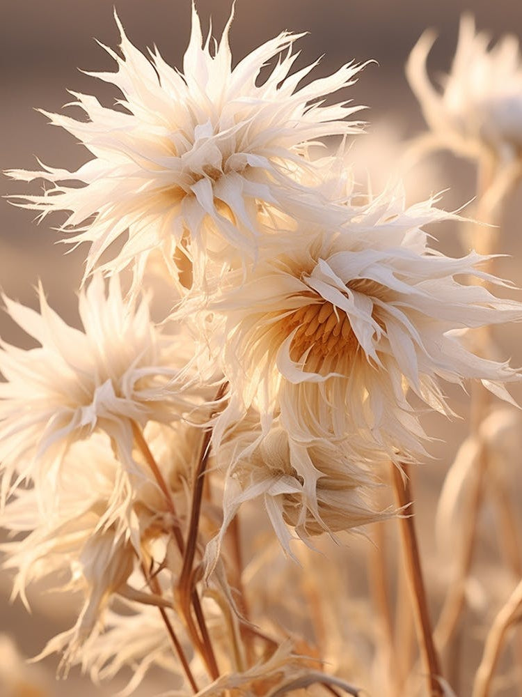 Boho Dried Flowers Passionflower 2