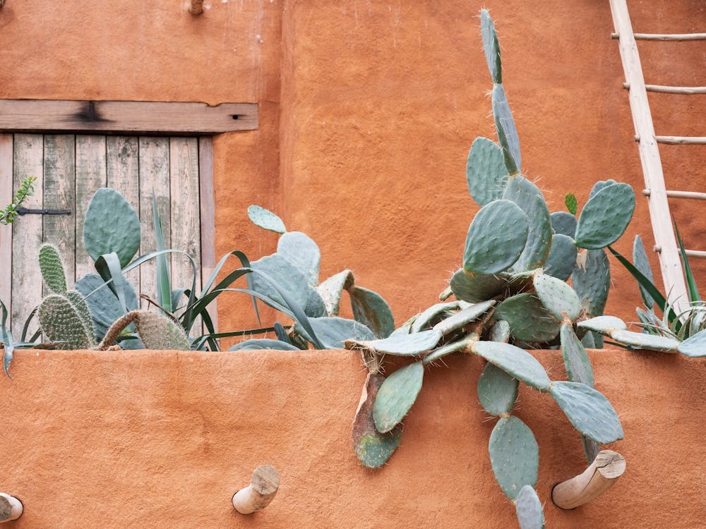 Cactus in Mexico - terracotta rooftop cacti - summer nature and travel photography by Christa Stroo Photography