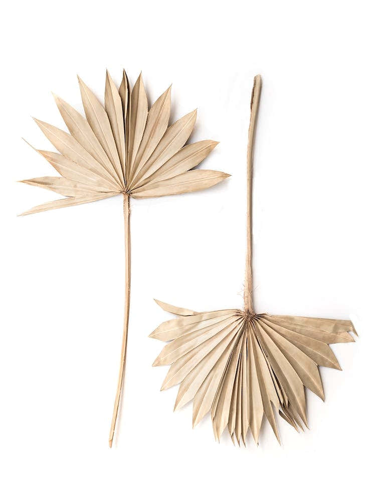 Fan Leaves
