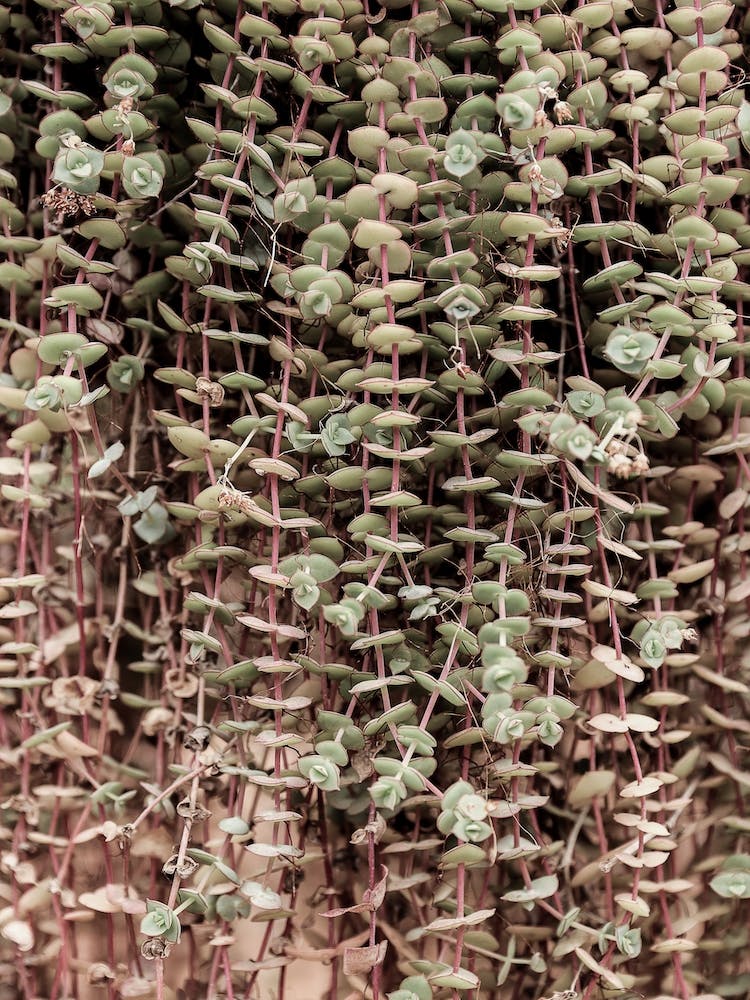 Hanging Garden