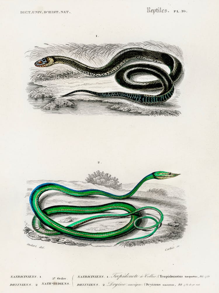Grass Snake And The Green Vine Snake, Charles Dessalines D' Orbigny