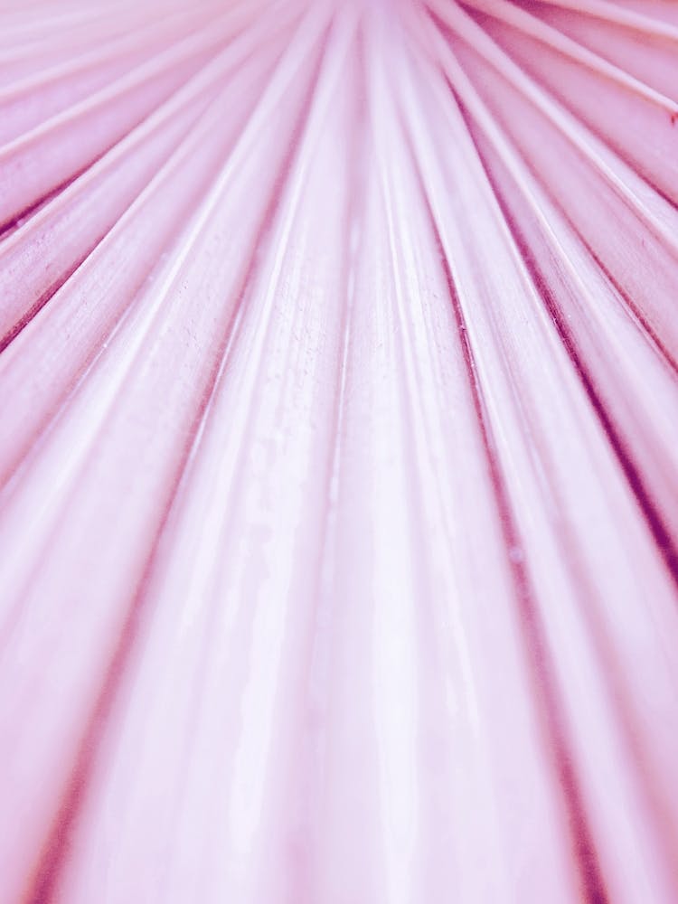 Pink Palm Leaf