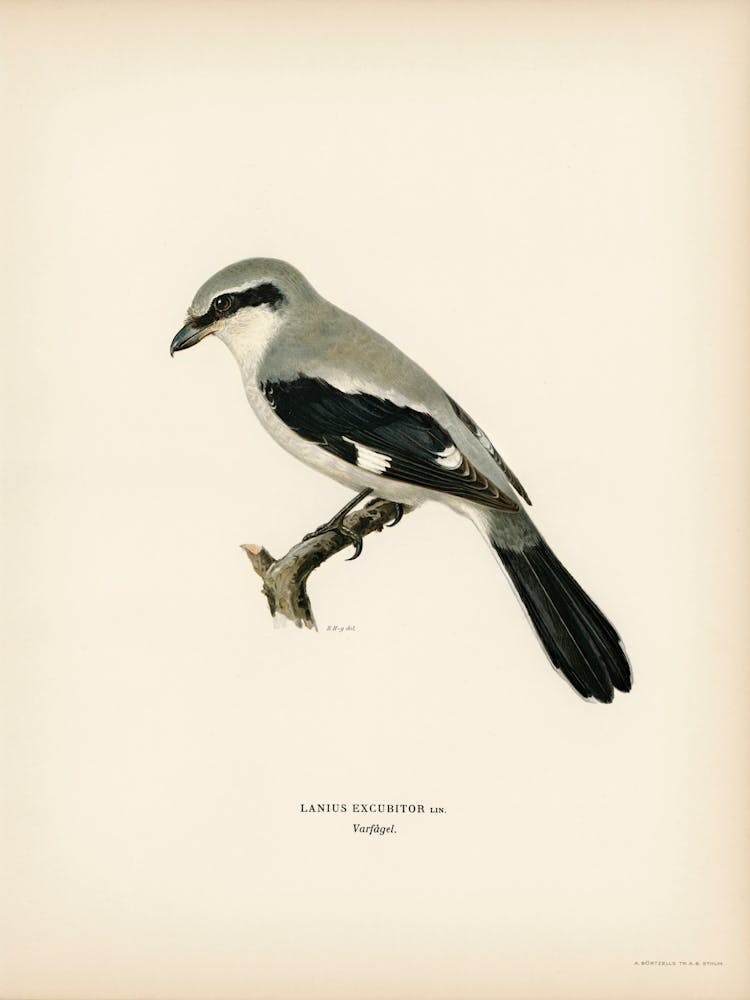 Great Grey Shrike (Lanius Excubitor), The Von Wright Brothers