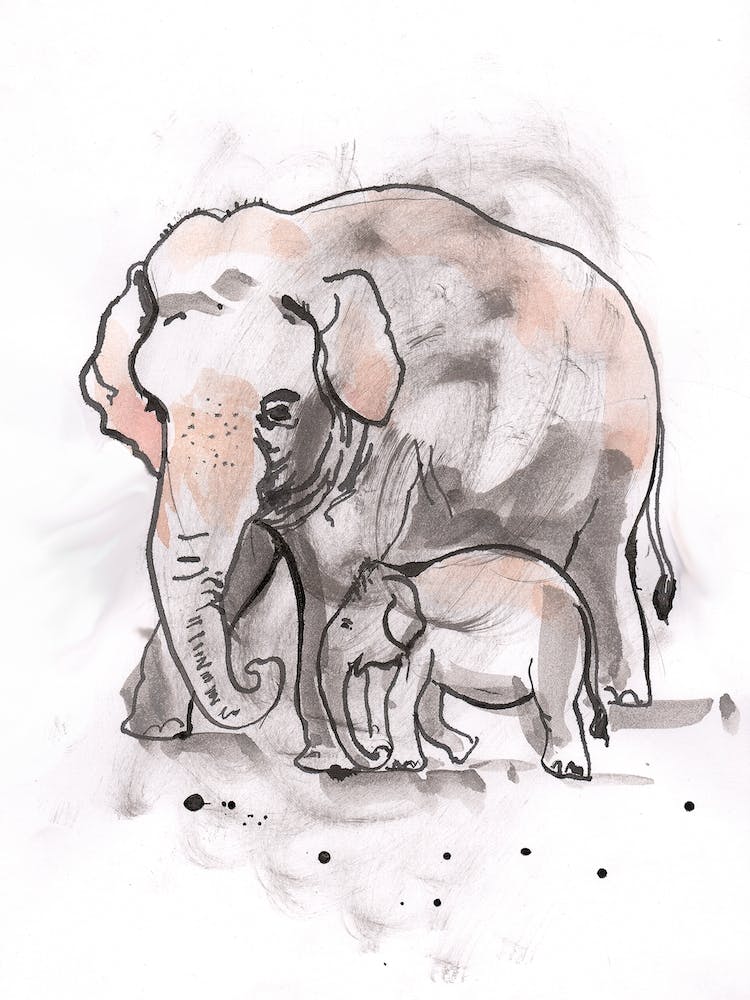 Elephant And Calf