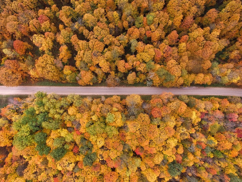 Orange Forest Trees