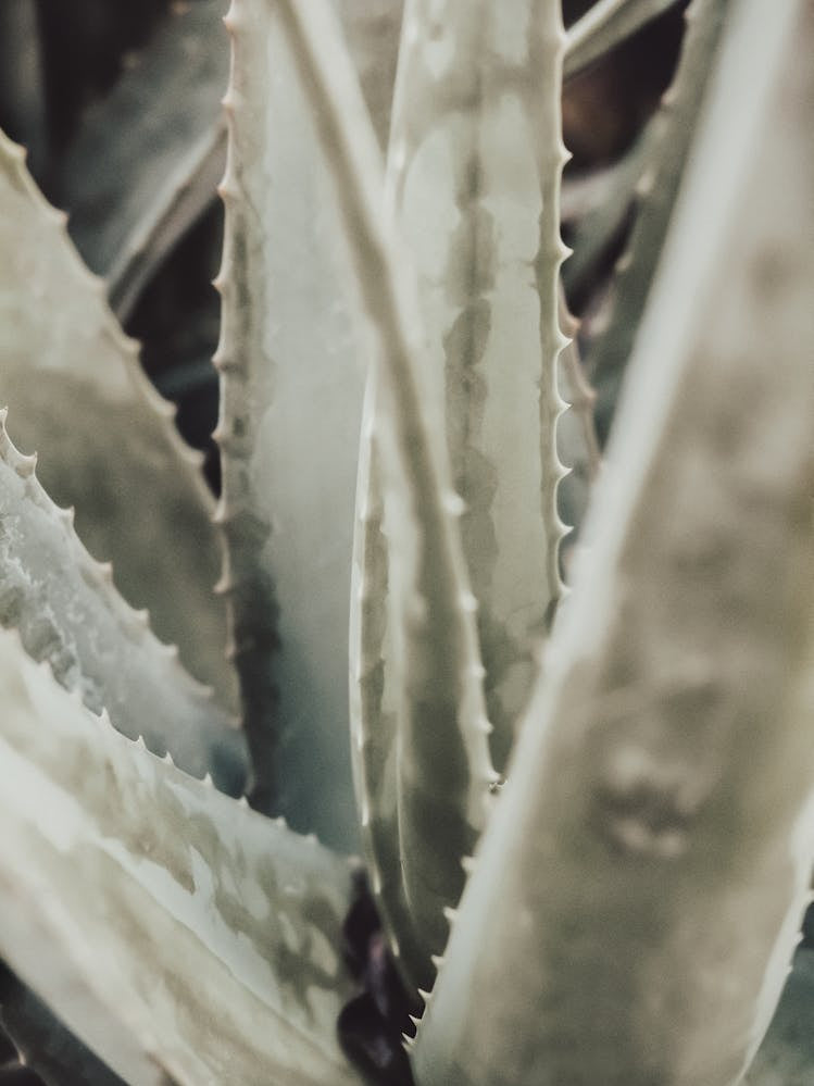 Aloe Vera_2191203