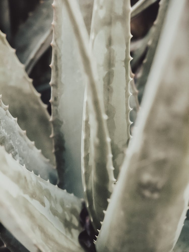 Aloe Vera_2191203