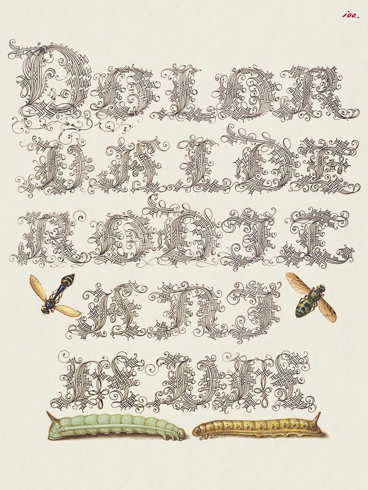 Potter Wasp, Hover Fly, And Caterpillars From Mira Calligraphiae Monumenta, Joris Hoefnagel